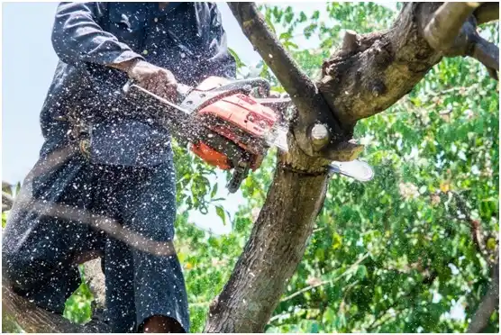 tree services Pilot Point